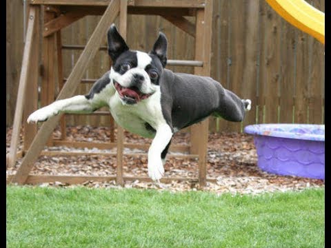 Funniest Boston Terrier Videos Compilation 2017 – Funny Dogs Video