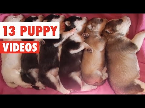13 Funny Puppies | Funny Dog Video Compilation 2017