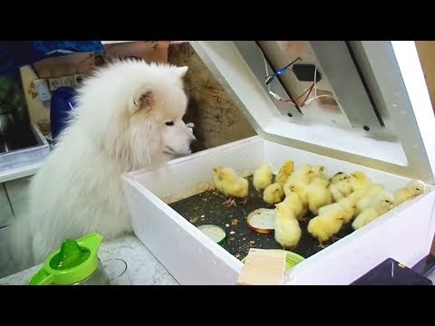 Funny Dogs Meeting Cute Baby Animals [Funny Pets]