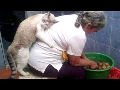 Super FUNNY ANIMAL VIDEOS – Watch and DIE FROM LAUGHING