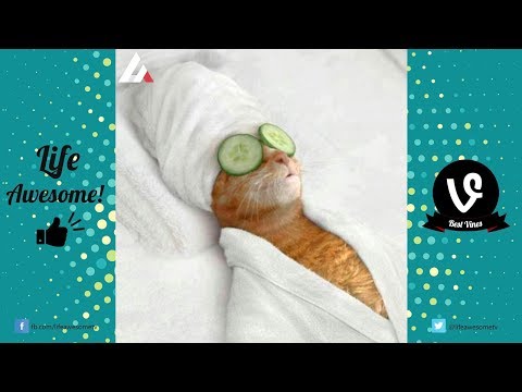 TRY NOT TO LAUGH or GRIN: Funny Animals Vines Compilation 2017 || Best Funny Dogs & Cats Videos 2017