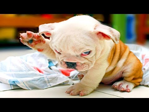TRY NOT TO LAUGH or GRIN: Best Funny Dogs Videos Ever – Funny Animals Vines Compilation 2017