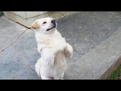 Funny Dogs 😂 Try NOT To Laugh Challenge [Funny Pets]