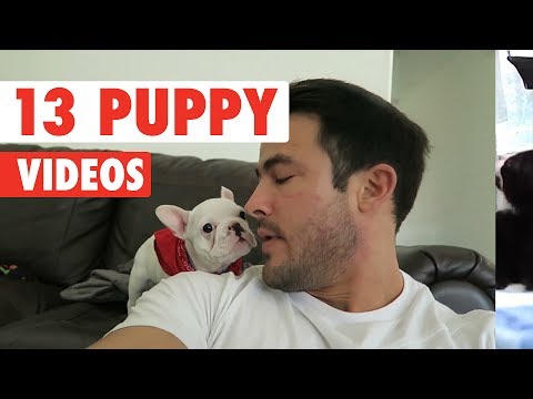 13 Funny Puppies | Funny Dog Video Compilation 2017