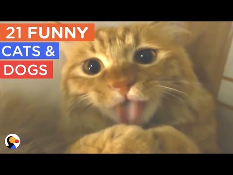 21 FUNNY Cat and Dogs Compilation – Try Not To Laugh | The Dodo Daily