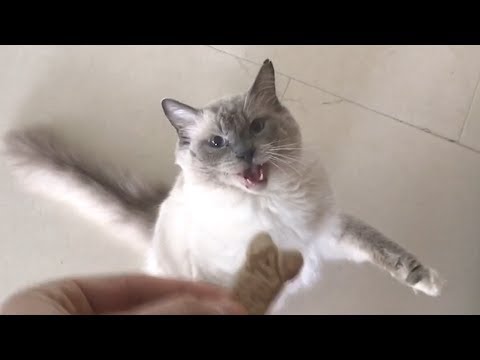 Cat Thinks He’s A Dog | Viral Videos