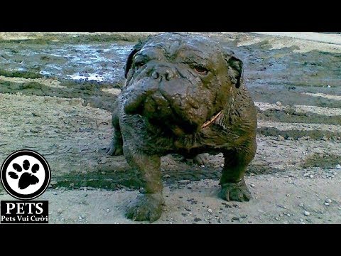 Dogs Muddy Puddles – Funny Dog videos compilation 2017 ᴴᴰ ✔