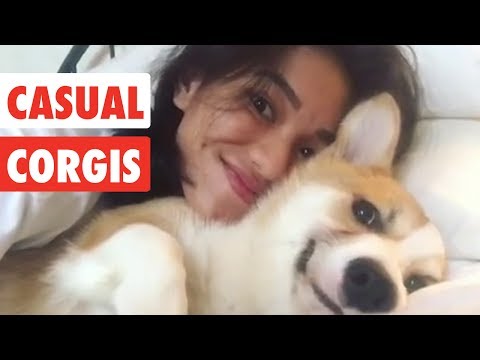 Casual Corgis | Funny Dog Video Compilation 2017