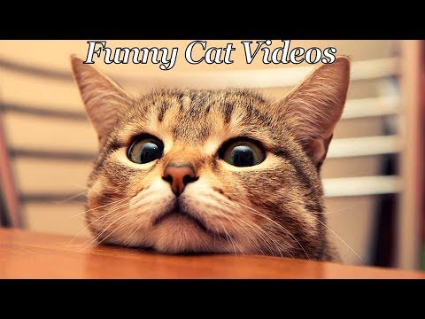 *Try Not To Laugh Challenge* Funny Cats Compilation – Funniest Cat Videos 2017