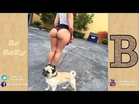 Funny Dogs Think They Doesn’t Need Legs   Funny Dog Videos 2017