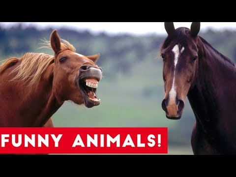 Funniest Pets of the Week Compilation July 2017 | Funny Pet Videos