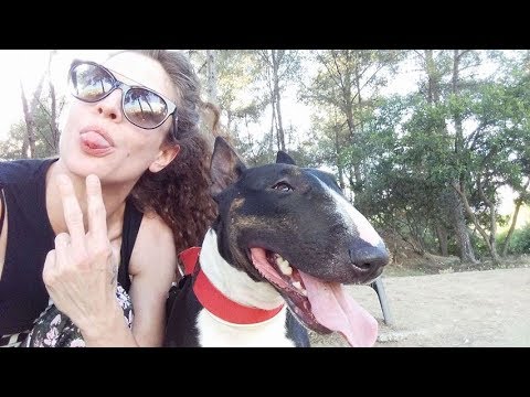 Ultimate Funny And Cute Bull Terrier Dogs Videos   Best Funny Dog Vines 2017