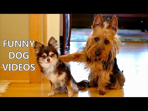 *Try Not To Laugh Challenge* Funny Dogs Compilation – Funniest Dog Videos 2017