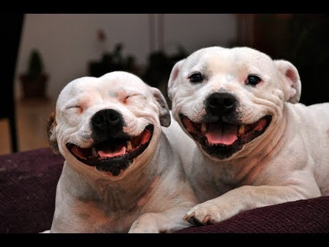 Funny Staffordshire Bull Terrier Videos 2017 – Funny Dogs Video