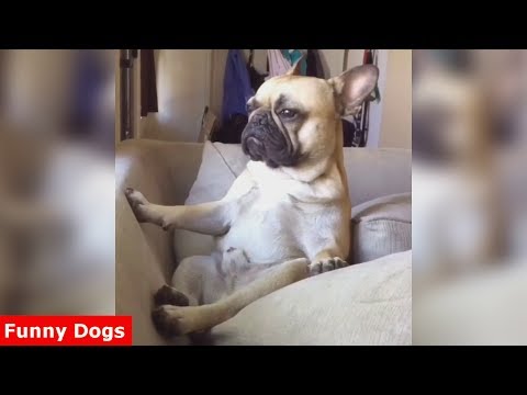 Funny Dogs Acting Like Humans – Funniest Bulldog Videos Compilation 2017