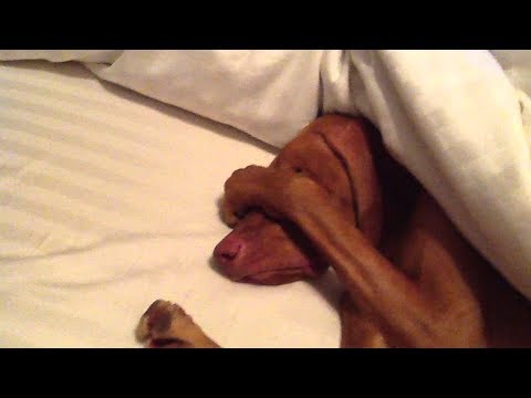 Funny and Cute Vizsla Dog Videos 2017 – Funny Dogs Compilation