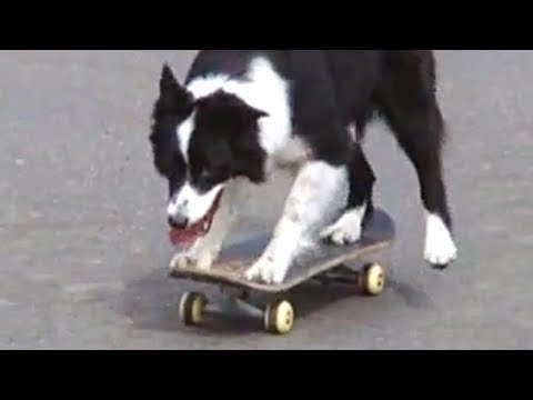 Funniest Border Collie Videos 2017 – Funny Dogs Compilation