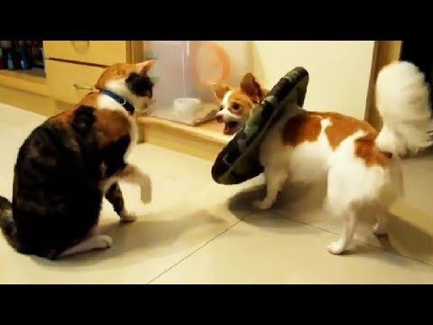 Funny Dogs Annoying Cats Compilation, Try Not To Laugh Dogs and Cats Videos, Animals TV