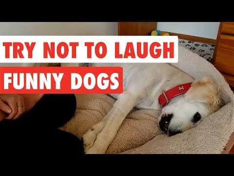 Try Not To Laugh | Funny Dog Video Compilation 2017