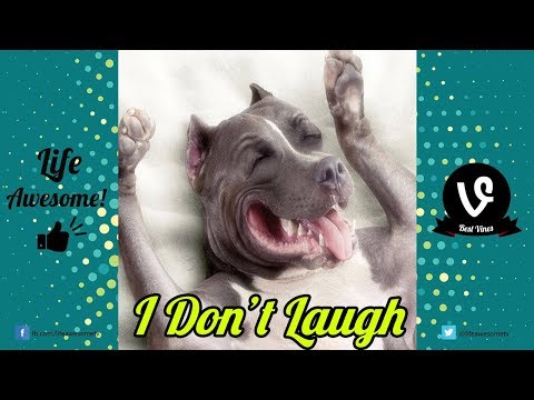 TRY NOT TO LAUGH or GRIN Watching Cute Funny Dogs Videos | Best Funny Animals Vines Compilation 2017