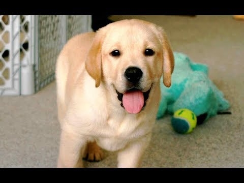 Best Funny Dogs Compilation 2017 – Funny Dog Videos