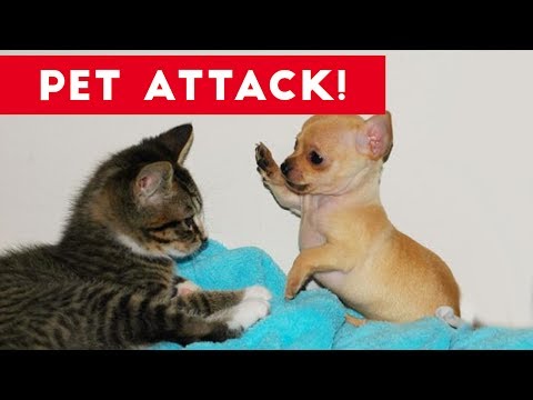 Funniest Animal Attacks Compilation July 2017 | Funny Pet Videos