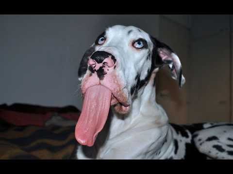 Funny Great Dane Videos Compilation – Great Danes big dog so cute