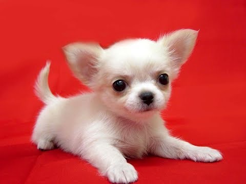 Cute And Funny Chihuahua Dog Videos 2017