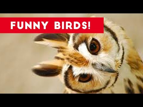 Funny Parrot & Bird Videos Weekly Compilation July 2017 | Funny Pet Videos