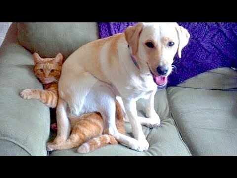 TRY NOT TO LAUGH or GRIN: Funny Animals Vines Compilation – Best Funny Dogs and Cats Videos 2017