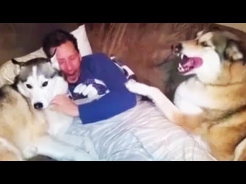 Dogs Wants Attention From Their Owners (Part 1) 🐶 [Funny Pets]