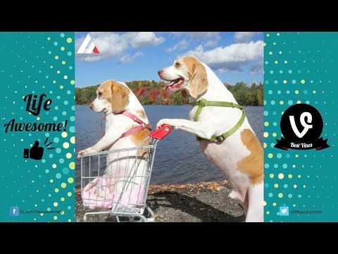 Try Not To Laugh or Grin Watching Funny Dogs Videos 2017 | Funny Animals Vines Compilation July 2017