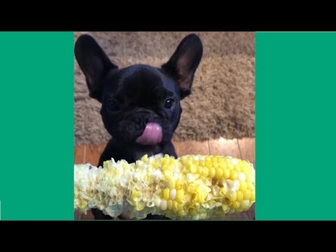 Funniest & Cutest French Bulldog Videos #3 – Compilation 2017