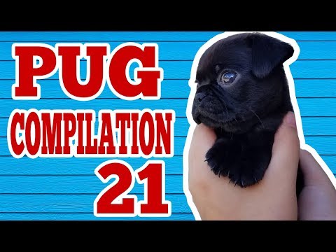 Pug Compilation 21 – Funny Dogs But Only Pug Videos | Instapugs