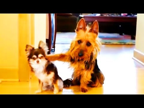 Funny Dogs  🐶 😍 Pet Dogs Being Funny (Full) [Funny Pets]