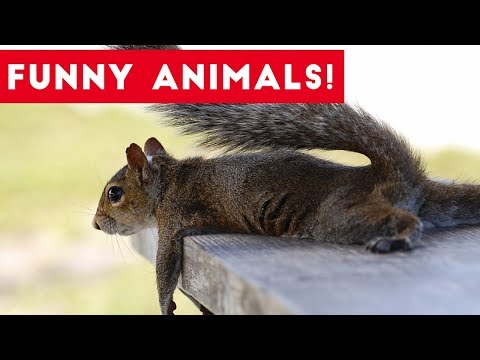 Funniest Pets of the Week Compilation August 2017 | Funny Pet Videos