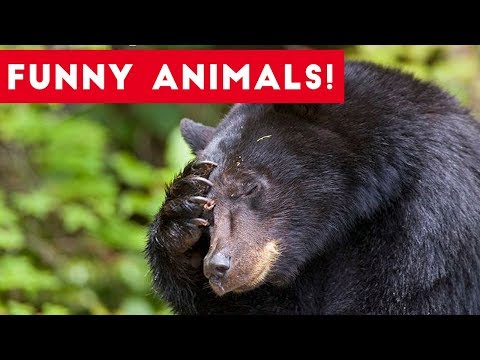 Funniest Pets of the Week Compilation August 2017 | Funny Pet Videos