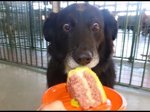 HARDEST TRY not to LAUGH challenge – FUNNY DOG compilation