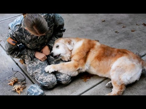 Dogs Meet Their Owner 🐶 🐶 (FULL) [Funny Pets]