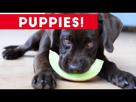 Cutest Puppies Playing Around 2017 | Funny Pet Videos