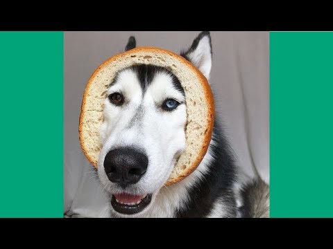 Funniest & Cutest Husky Videos #21 – Compilation 2017