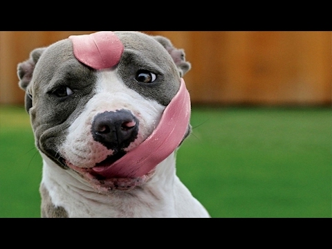 IMPOSSIBLE NOT TO LAUGH – The funniest DOG & PUPPY videos!