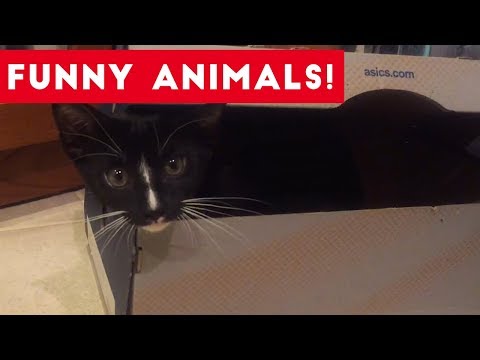 Funniest Pets of the Week Compilation August 2017 | Funny Pet Videos