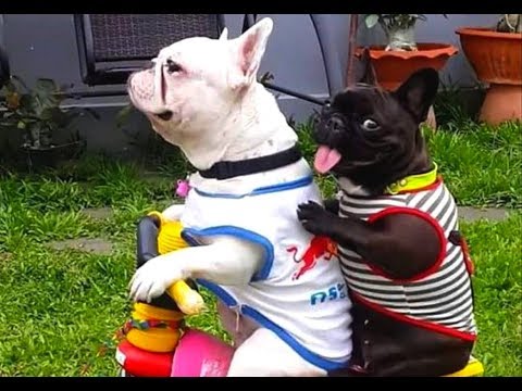 SOMETHING IS WRONG with YOU if you DON’T LAUGH – FUNNY DOG compilation