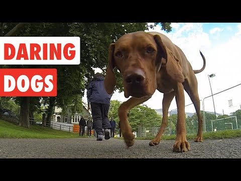 Daring Dogs | Funny Dog Video Compilation 2017