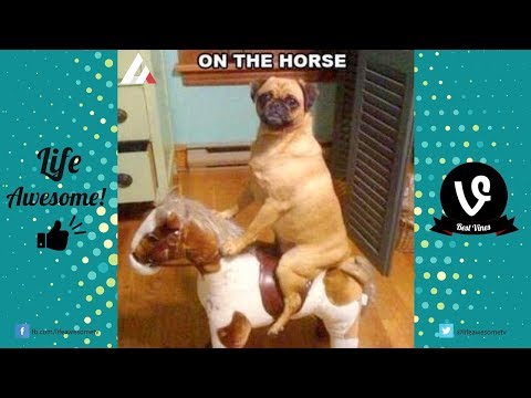Try Not To Laugh or Grin Funny Animals Vines Compilation 2017 | Best Funny Dog Videos 2017 |
