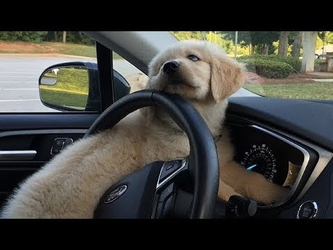 Funniest & Cutest Golden Retriever Videos #39 – Compilation 2017