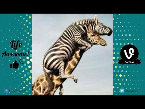 Super Funny Animals Videos | Try Not To Laugh or Grin Watching Best Funny Dogs & Cats Videos 2017
