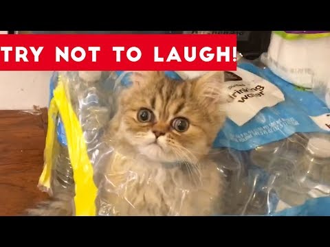 Super FUNNY DOG AND CAT ANIMAL VIDEOS – Watch and DIE FROM LAUGHING