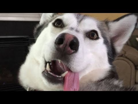 Funniest & Cutest Husky Videos #22 – Compilation 2017